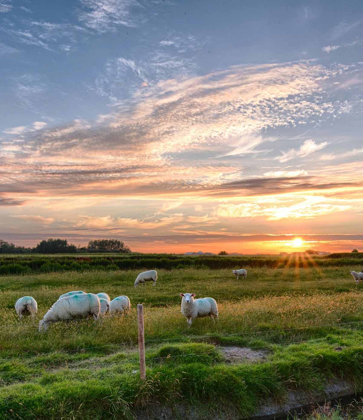 Men's Classic Flannel Shirt - Upcountry Check