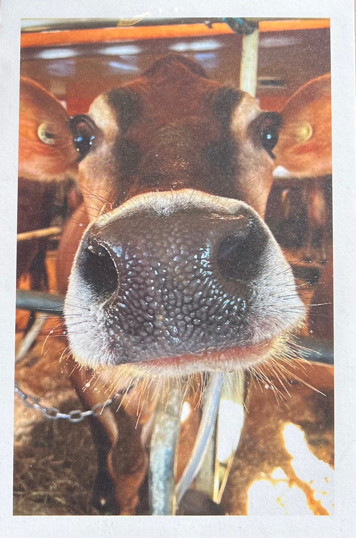 Cow Greeting Card