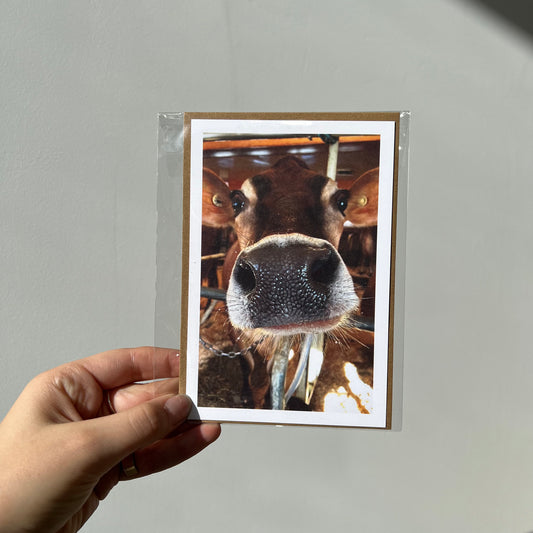 Cow Greeting Card